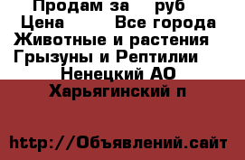 Продам за 50 руб. › Цена ­ 50 - Все города Животные и растения » Грызуны и Рептилии   . Ненецкий АО,Харьягинский п.